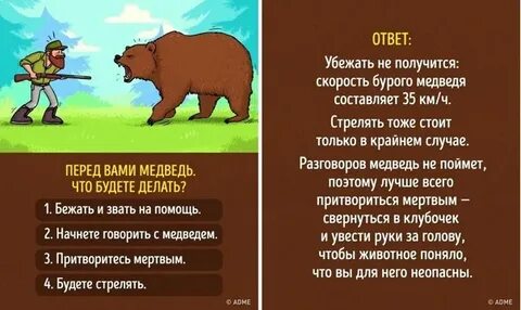 Я медведь длительность