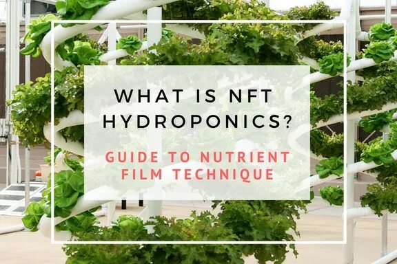 Как подтвердить nft. Nft. what is nft. nft картинки. nft книга.