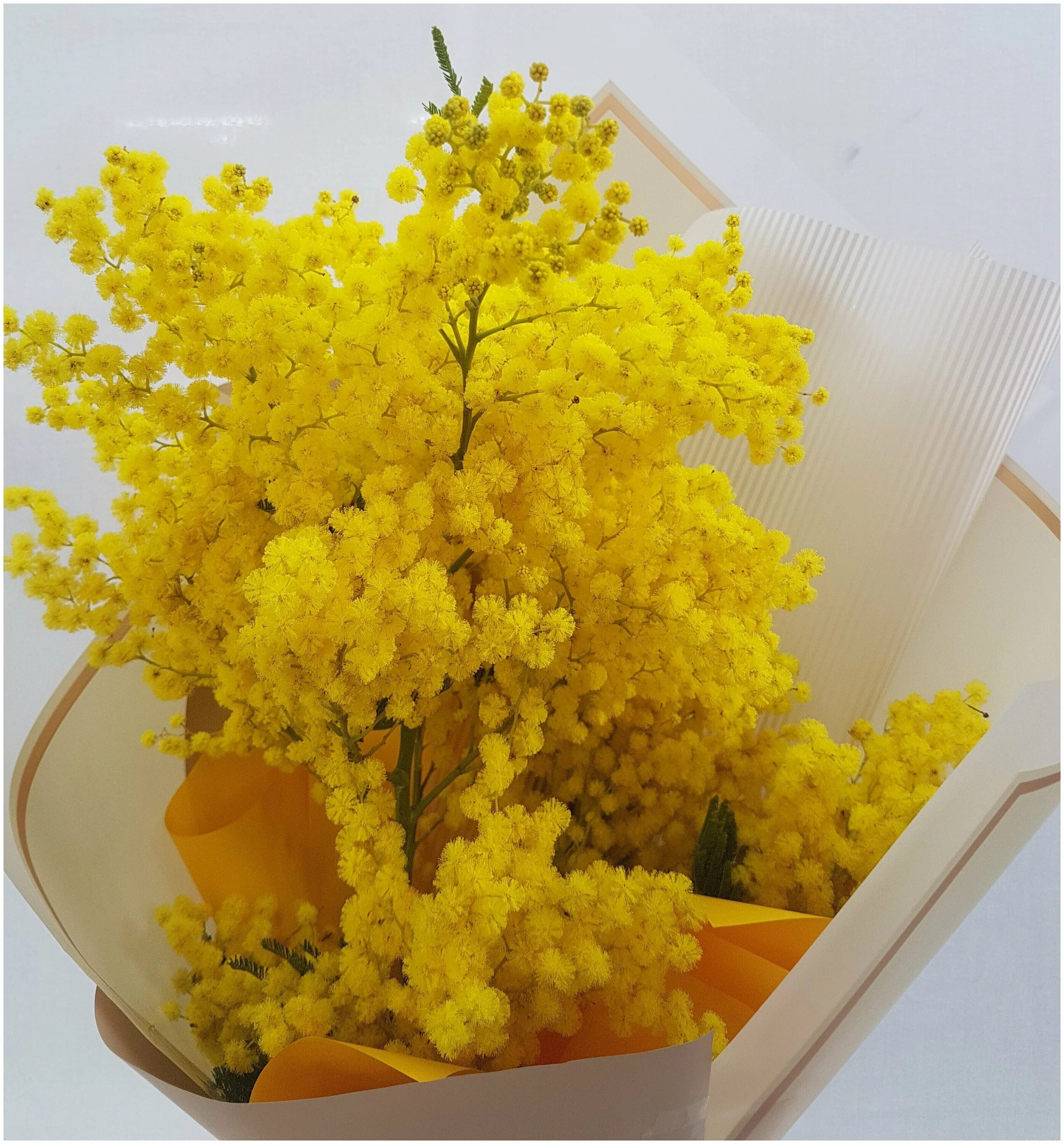 мимозы продают. мимоза мирандоль. букет мимозы. как ухаживать за мимозой букет. цветущая мимоза.
