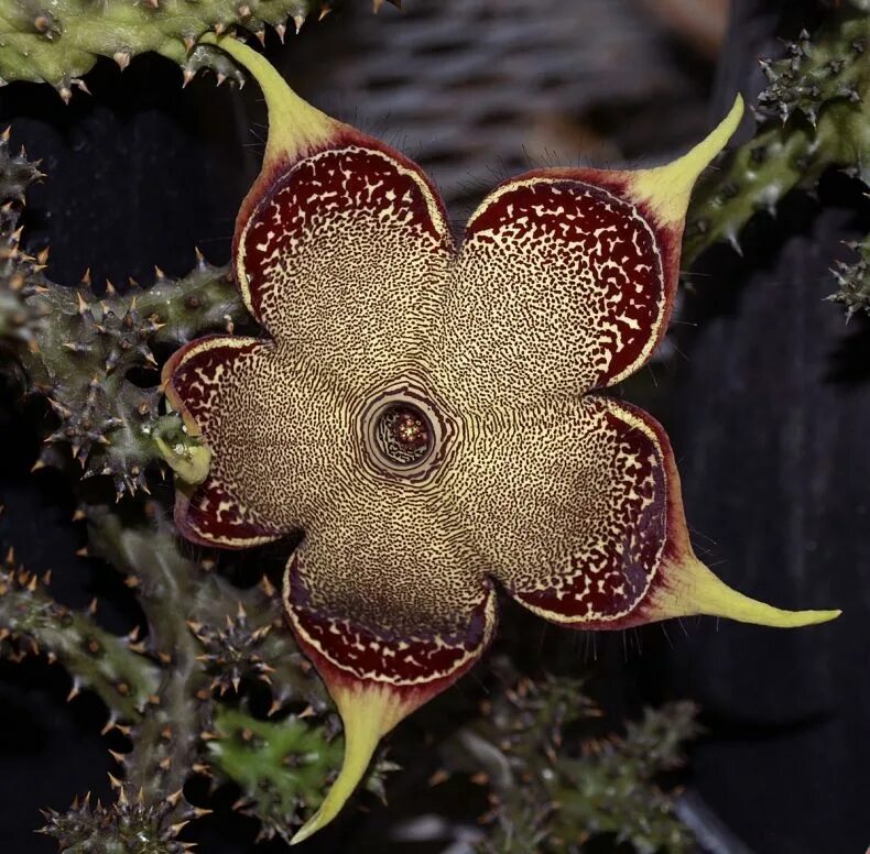 Виды необычных растений. Эдитколея стапелия. Стапелия растение. Edithcolea Grandis. Стапелия гигантея.
