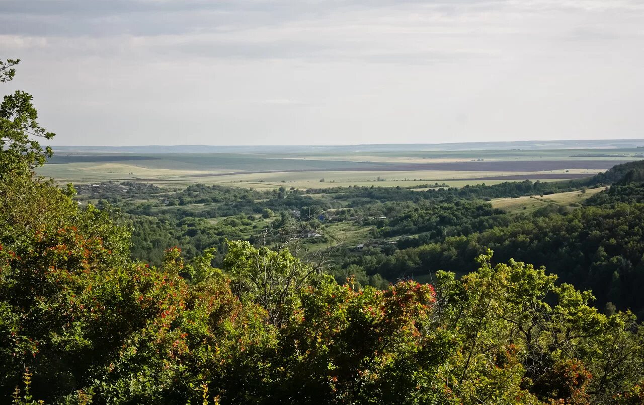 Поволжская зона. Леса Саратовского Поволжья. Природа Саратовского района. Поволжье пейзаж. Пейзажи Саратовской области.