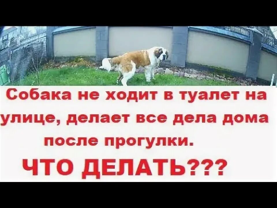 Туалет для собаки в вольере. Паралич задних лап у собаки. Собака не ходит что делать. Собака не ходит что делать. Туалет домик для собак.