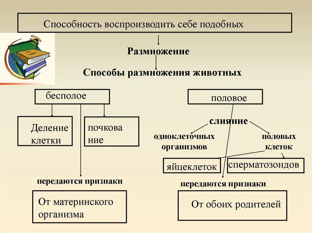 Какое размножение у животных. Способы полового размножения у животных. способы бесполого размножения у животных. способы размножения животных схема. виды полового размножения схема.