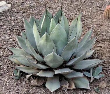 Agave