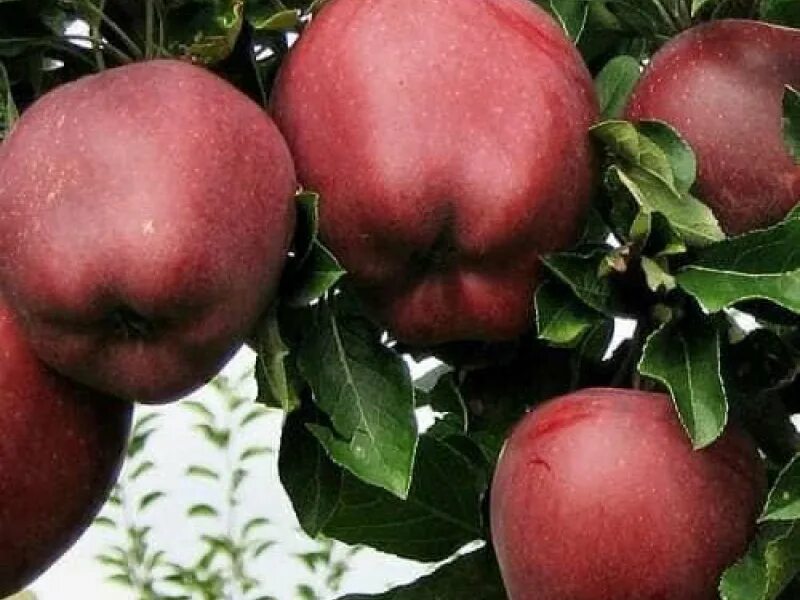 яблоня ред чиф. яблоня ред чиф. яблоня ред чиф саженцы. сорт яблони ред чиф. сорт яблони ред чиф отзывы.