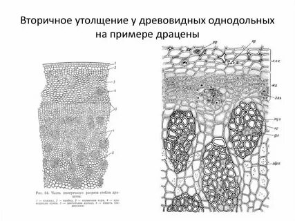 Утолщенные стебли