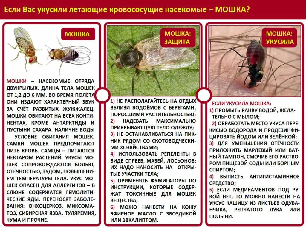 Народные средства помогающие при укусе насекомых. Памятка при укусах насекомых. Памятка укусы насекомых. Первая помощь при укусах насекомых для детей. Памятка для родителей при укусах насекомых.