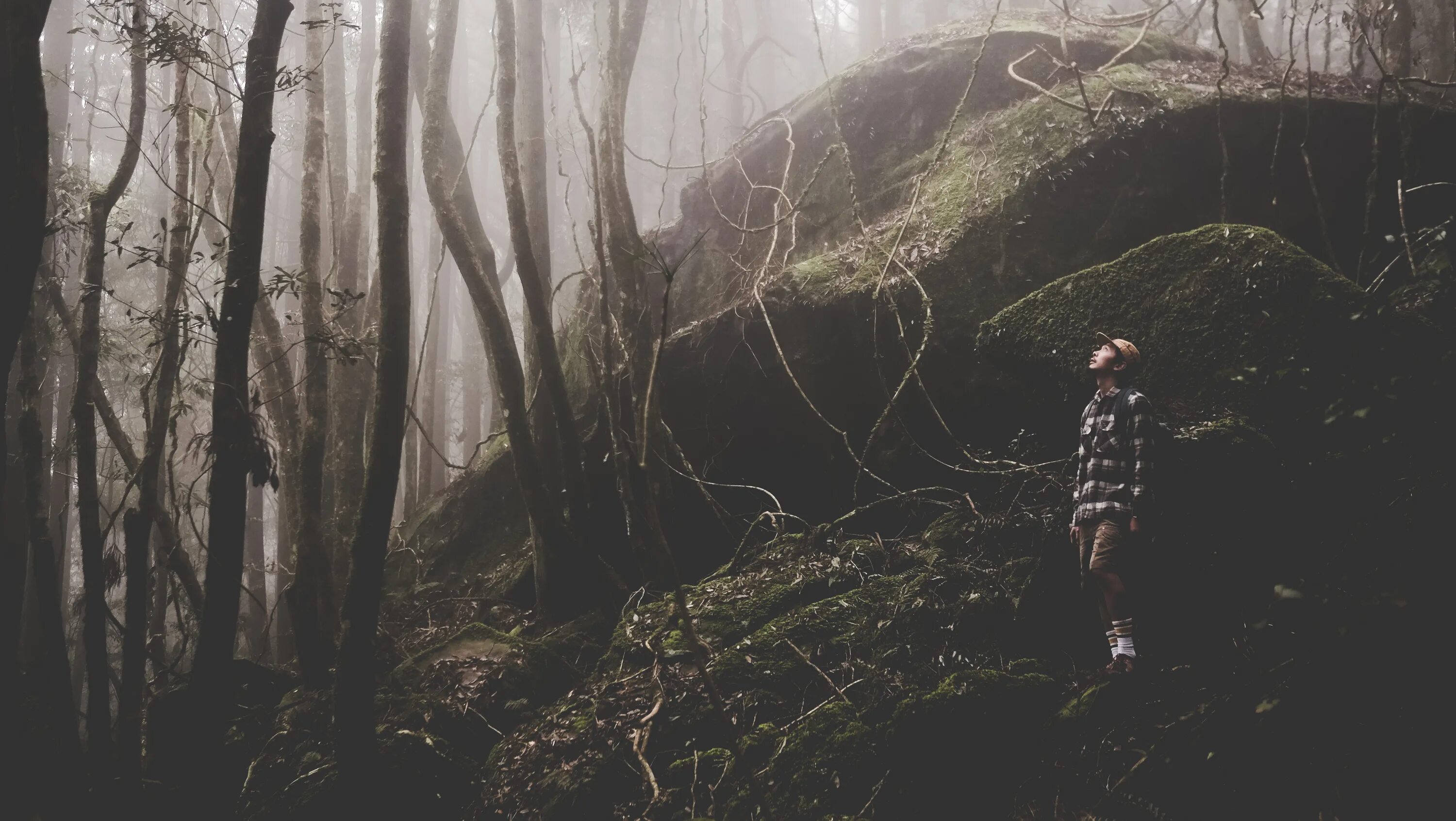 Atmospheric Black Metal лес. Природа лес туман девушка. Rain in the Woods. Рок в лесу.