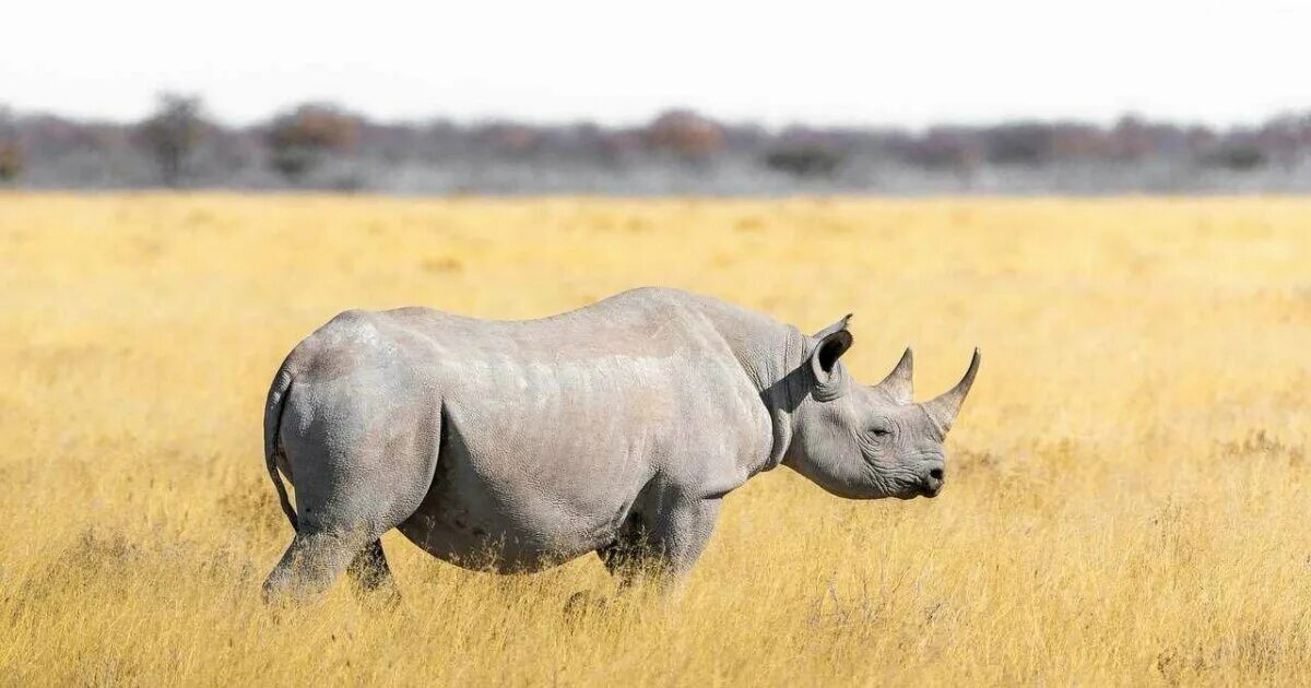 Белый носорог. Северный носорог. Носорог в пустыне. Арктический носорог. Носорог природная зона