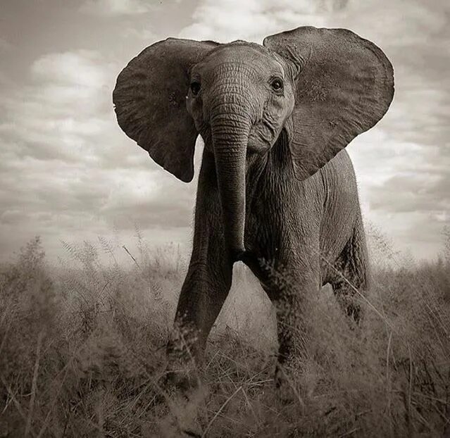 Черный слон. Черный слон фото. Пустыня со слонами чб. The Forgetful Elephant. Черный слоник