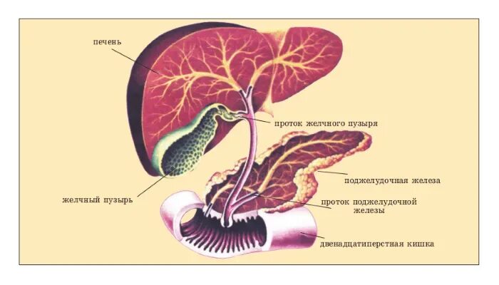 Печень человека нормы