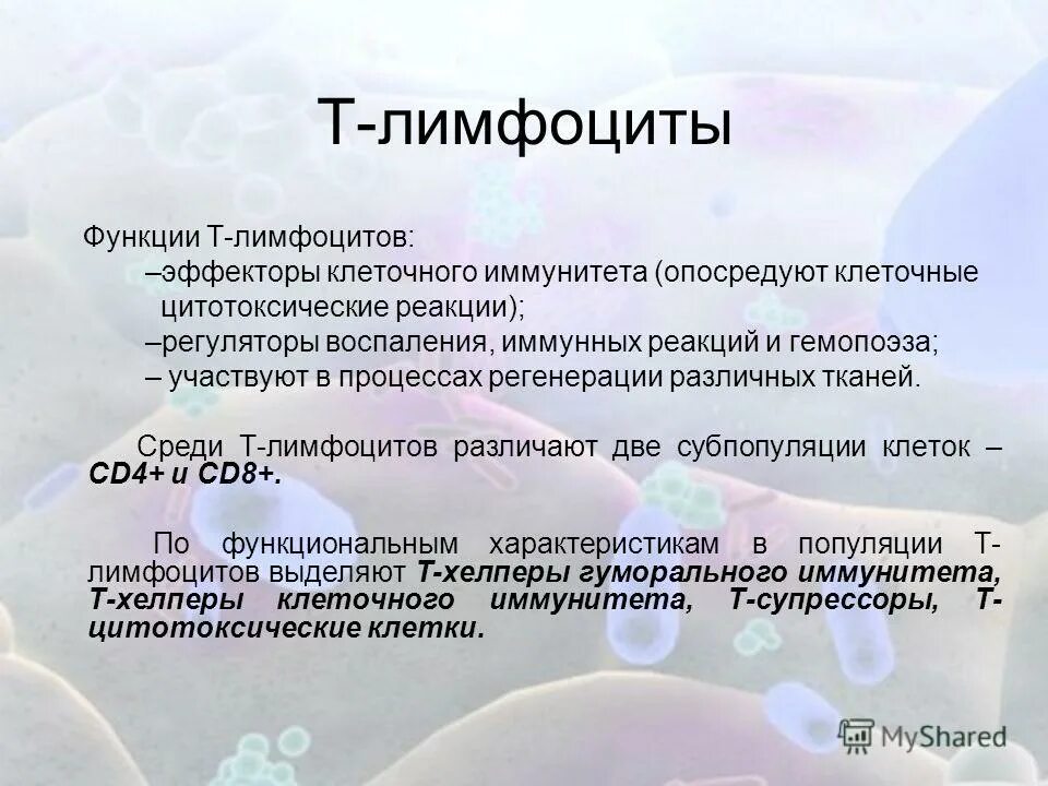 Т лимфоциты функция. Роль т лимфоцитов. Т лимфоциты функция. Т и б лимфоциты. Т лимфоциты эффекторы функции.