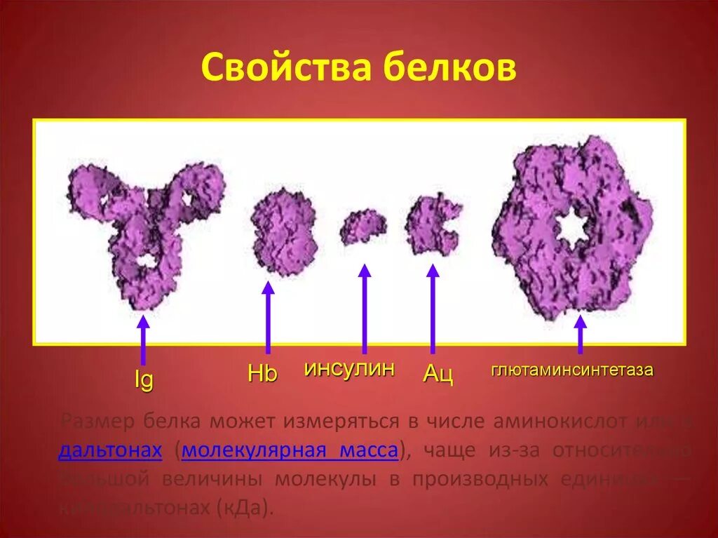 Белок 6 класс биология. Виды белков биология. Белки виды биология. Белки химия разновидности. Размеры белков.