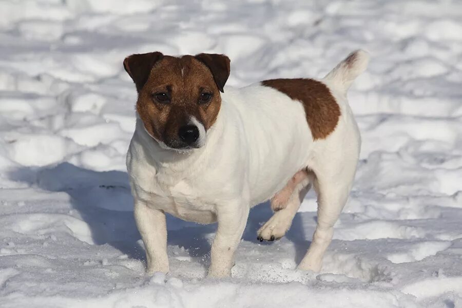 джек рассел ркф