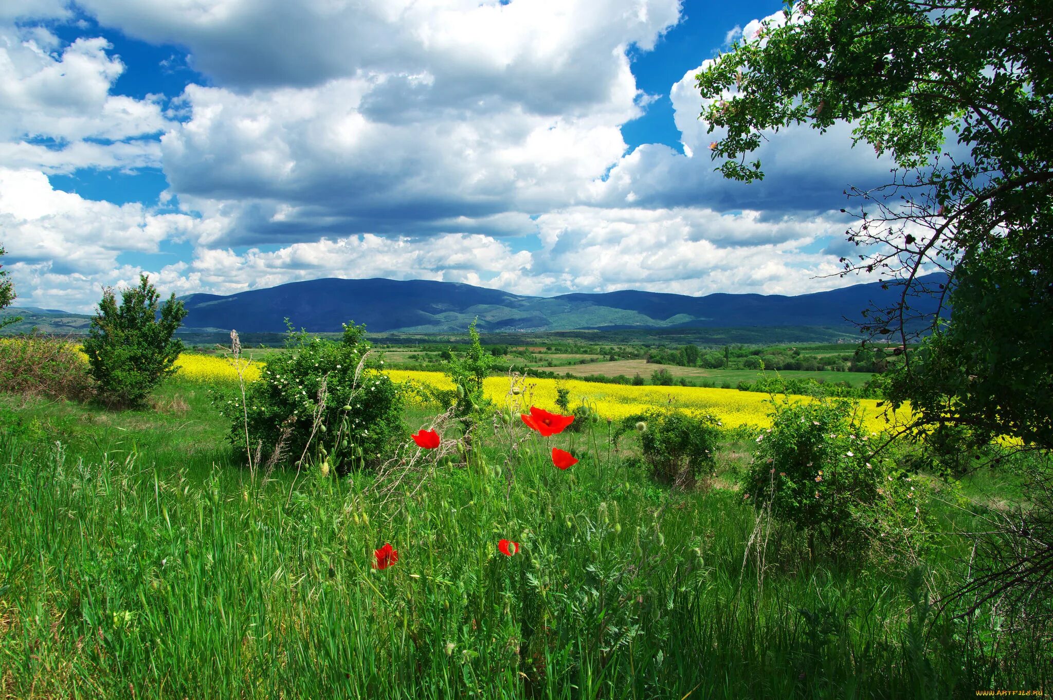 луга среднерусской лесостепи. родные просторы природа россии. родные просторы природа россии. пейзаж. просторы природы.