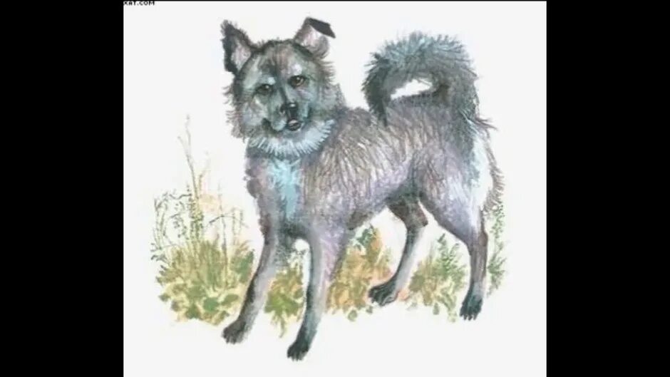 Малек. Собака малька. Собака рисунок. Малька провинилась иллюстрации. Рассказы василия белова про мальку.