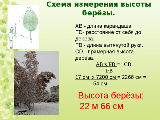 В парке 40 берез количество. Высота березы. Примерная высота дерева. Средняя высота березы. Как определить Возраст березы по диаметру.