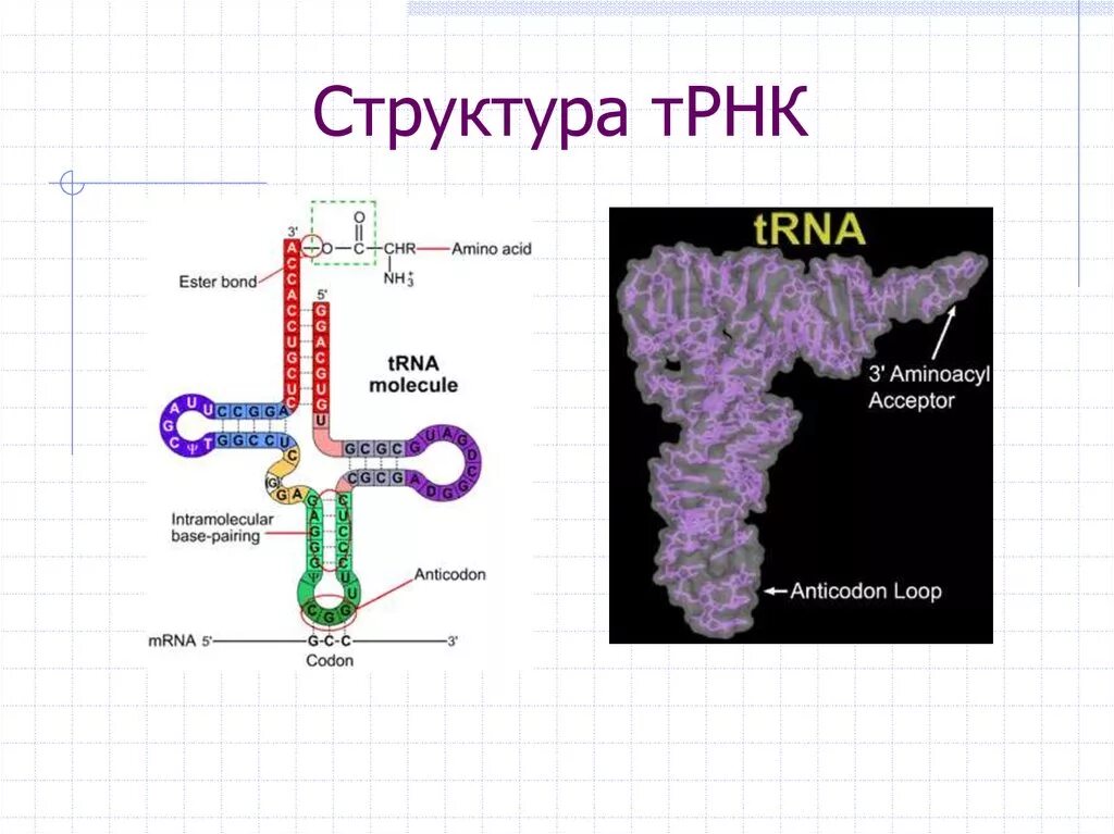Строение т рнк. Строение транспортной рнк. т-рнк в биосинтезе белка. строение рибосомы с трнк. структура транспортной рнк.