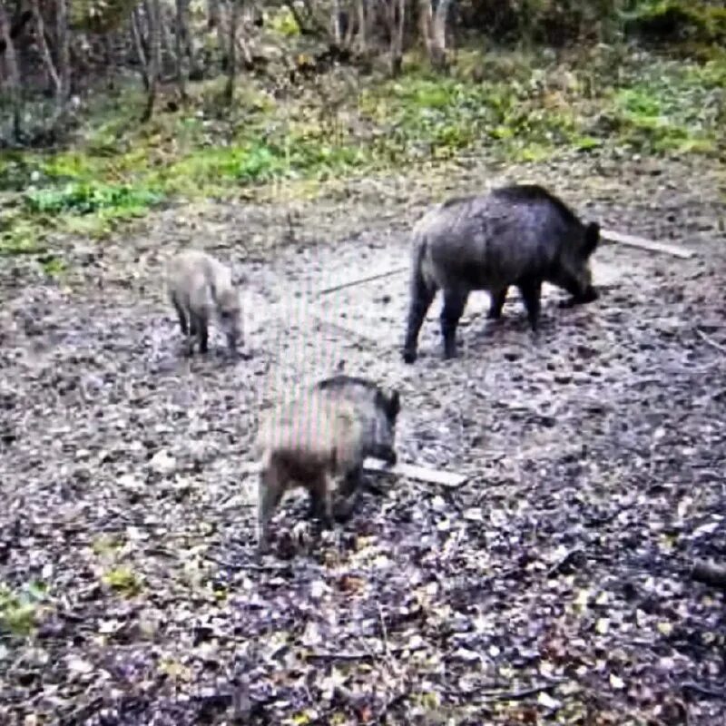 нашествие кабанов. кабаны и лоси в новогиреево. кладбище кабаны казань. кабаны пришли. кабаны пришли.