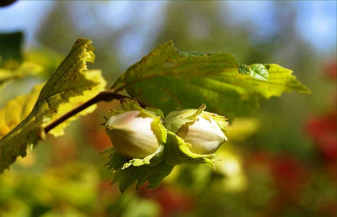 Фундук и лещина разница. Орех лещина и фундук. Лещина обыкновенная побег лист плод. Фундук. Орешник кустарник описание.