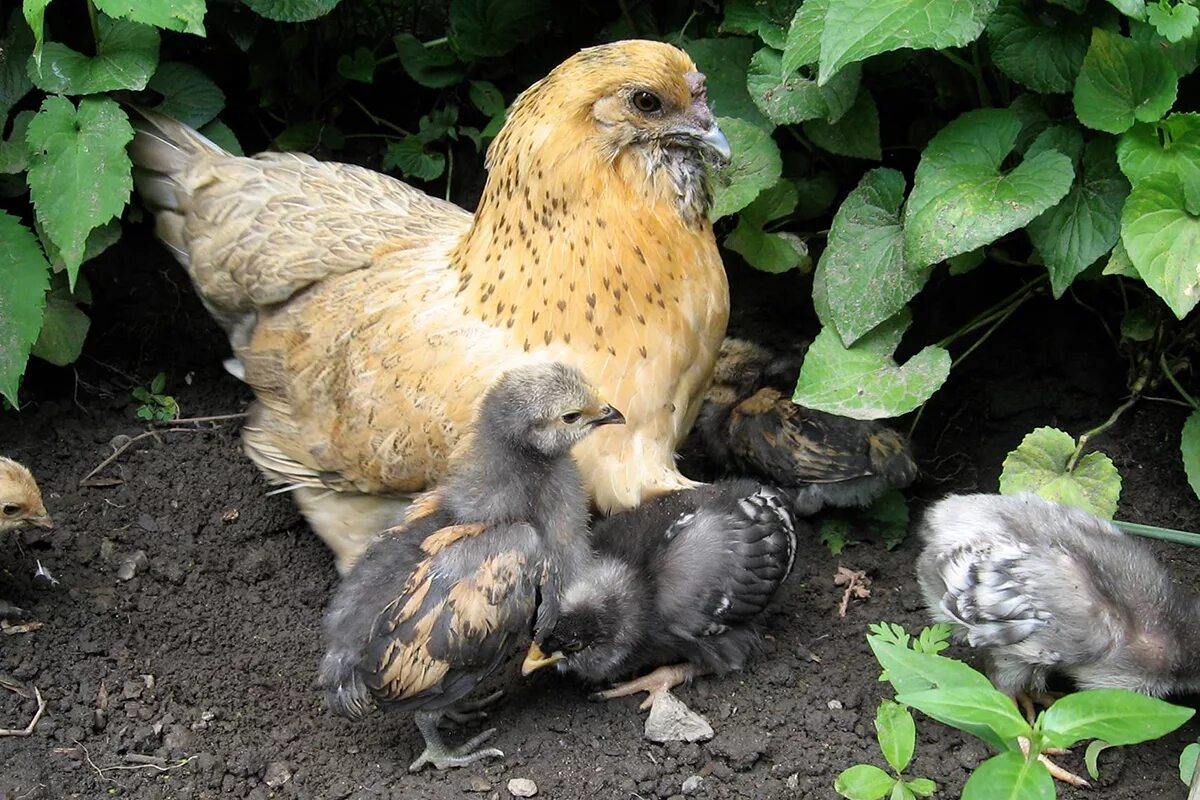 Размножение куриц. Курица с цыплятами. Курочка с цыплятами. Цыплята кур.
