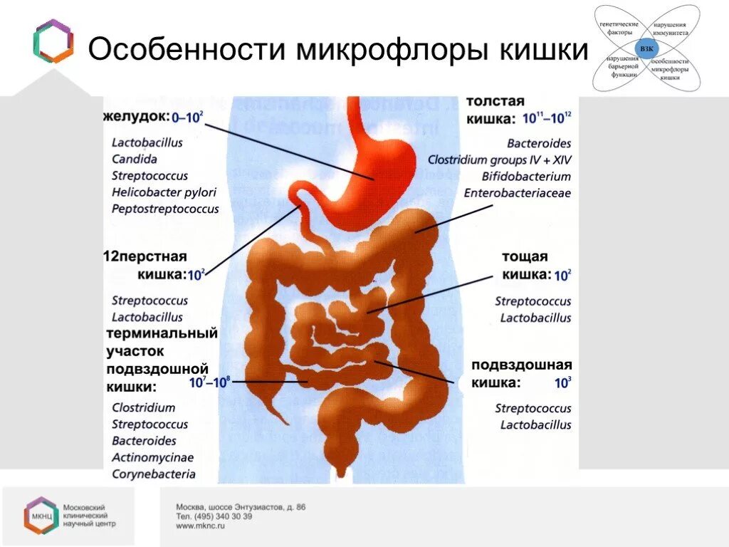 Почему в кишечнике вода