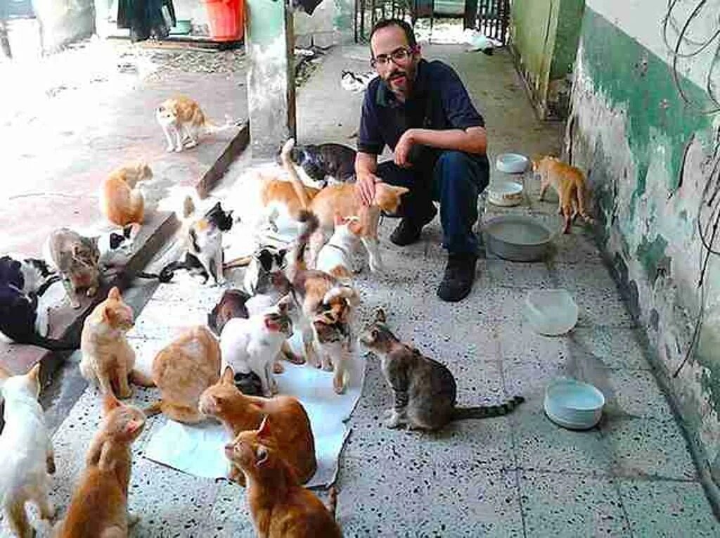 Приют для кошек нижний. Приют для бездомных кошек. Приют для бездомных котов. Брошенный приют для животных. Кошачий приют.