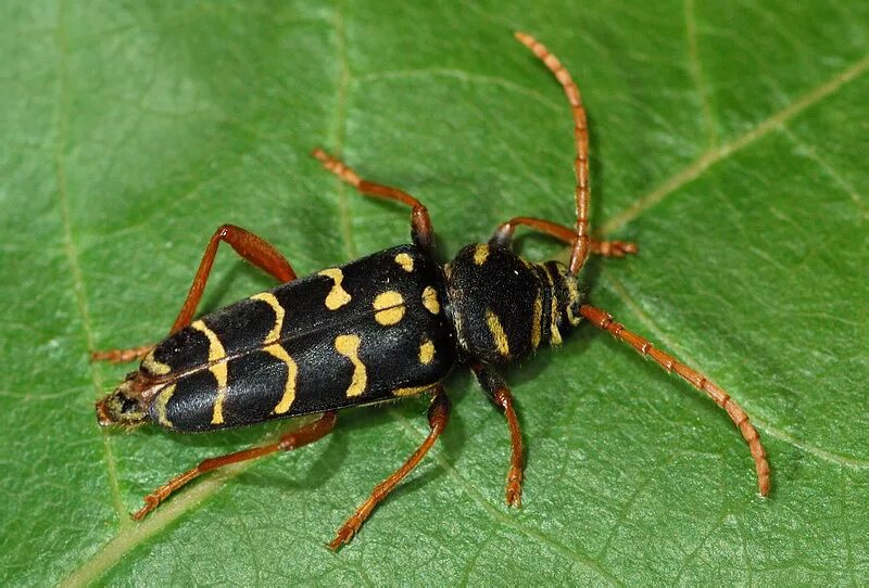 Пестрый жук. Жук Xylotrechus. Plagionotus arcuatus. Пестрый дубовый усач. Усач Поперечнополосатый.