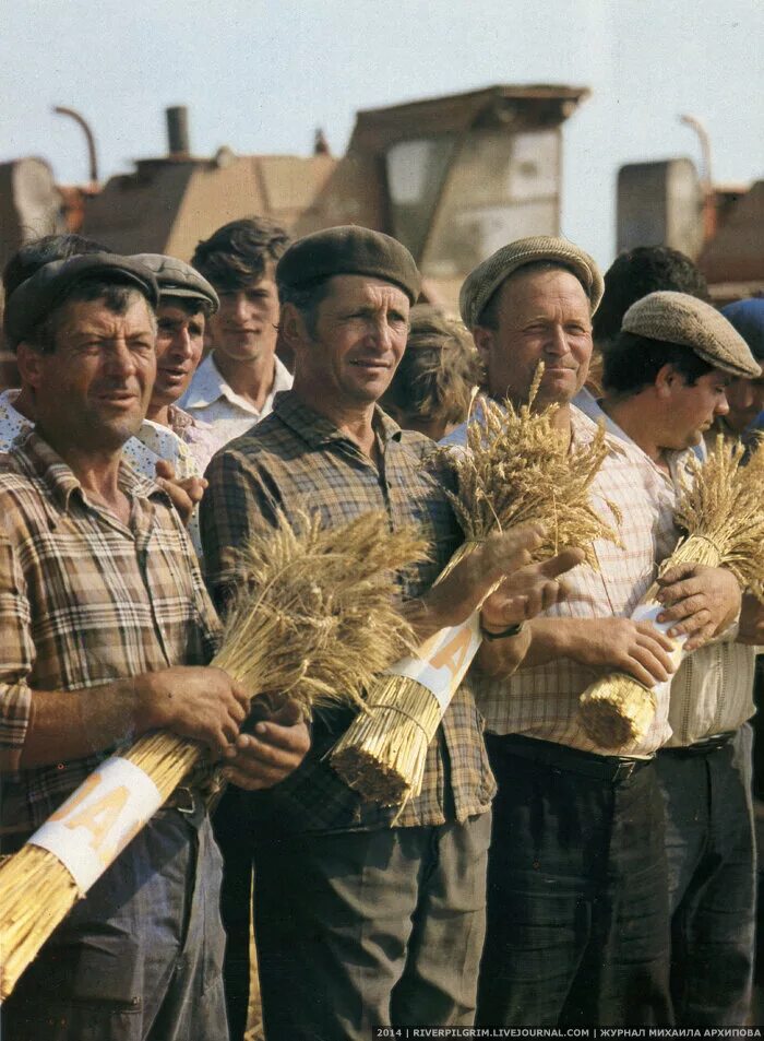 Сельское хозяйство 80. Комбайн сталинец-4. Комбайны ссср уборка пшеницы. Уборочная страда в ссср. Советская уборочная страда ссср.