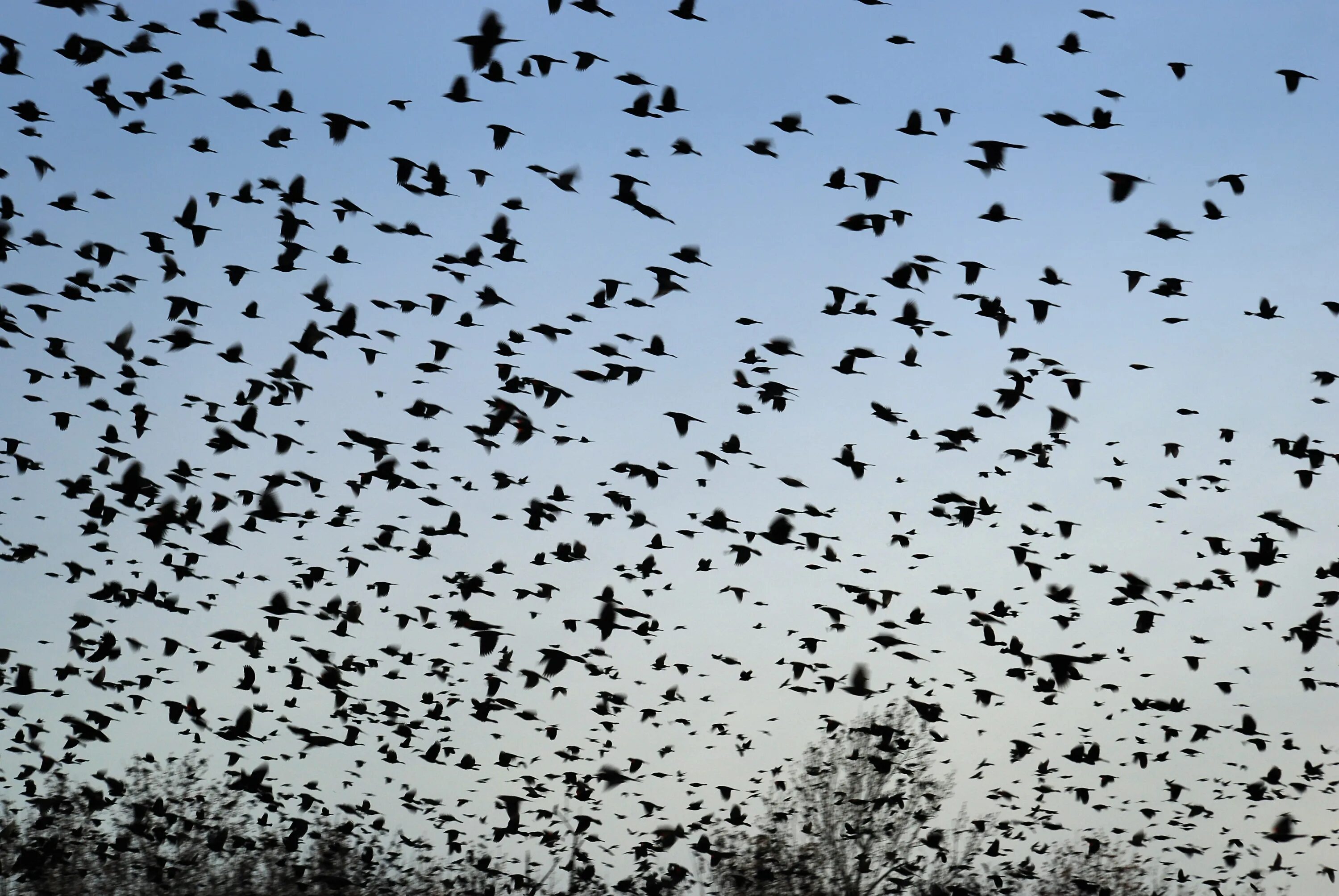 Стая воронов текст. Стая Воронов. Стая ворон в небе. Много птиц в небе. Стая птиц.