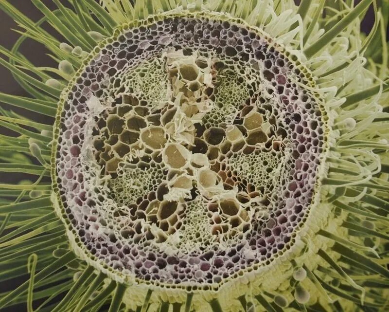 Стебель растения золотой. Поперечный срез стебля микроскоп. Поперечный срез ветки сосны. Стебель хлопка под микроскопом. Ледошерстка и стебель.