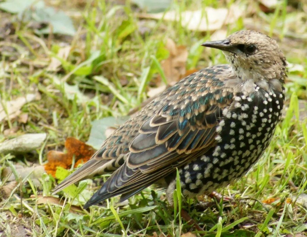 серая птичка скворец. молодые скворцы. молодой скворец. белобровый скворец. коричневая птица размером со скворца.