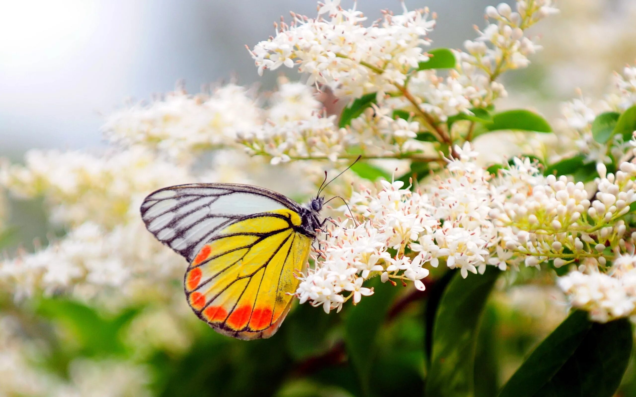 Flower nature. Бабочка на цветке. Лето цветы бабочки. Весенние бабочки.