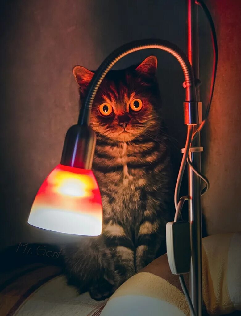 Настало время видео. Лампа кот. Кот и лампочка. Котик с лампочкой. Котик с лампой.