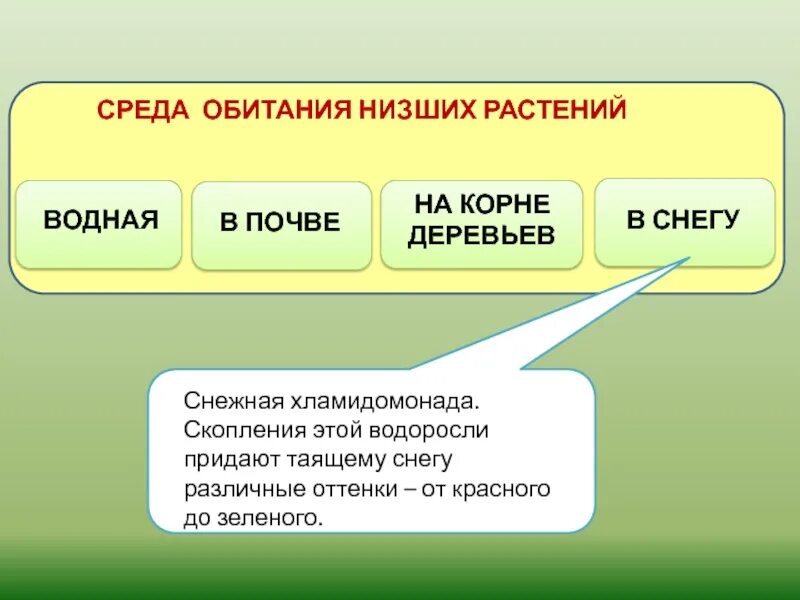 Дайте общую характеристику низшим растениям. Среда обитания низших растений. Низшие растения характеристика. Среда обитания травы. Низшие растения это в биологии.