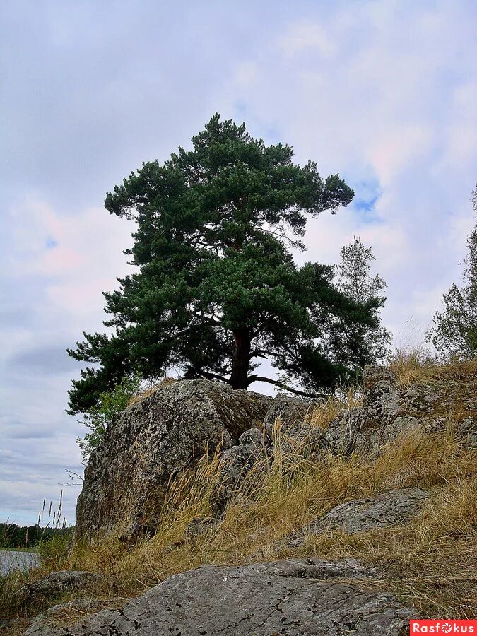 алексей медведев стояла чудная сосна. песня стояла ветхая сосна. стояла ветхая сосна. стояла ветхая сосна и над рекою вековала. стояла чудная сосна.