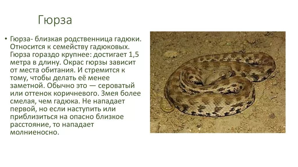 Гюрза - фото, описание, ареал, рацион, враги, популяция