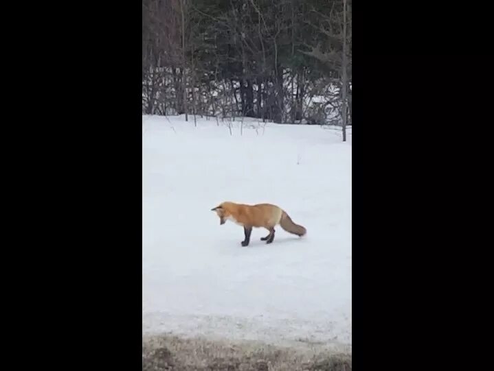 Лиса ныряет в снег. Смешная лиса на охоте. Грин апельсин охота на лисицу.