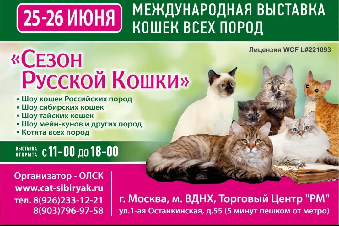 Выставка кошек. Выставка кошек в Москве. Выставка кошек афиша. Ярмарка кошек.
