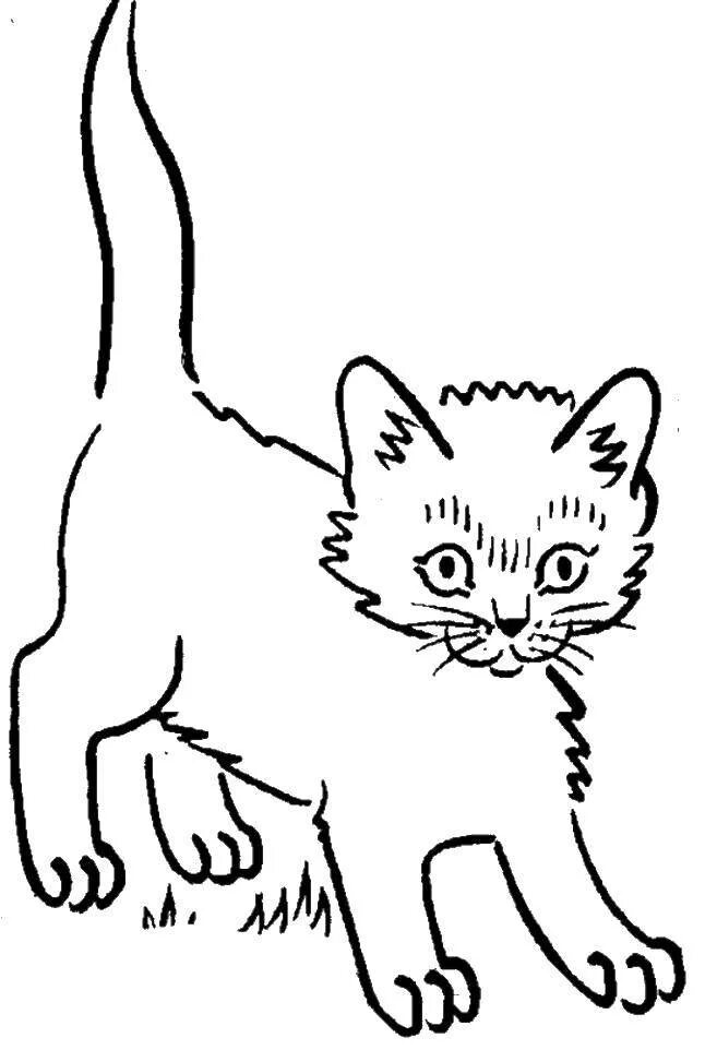 Кошка без цвета. Кошка раскраска для детей. кошка рисунок. раскраска. котики. контур кошки для раскрашивания.