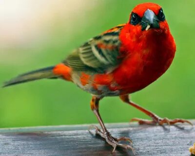 Wikimedia Commons. commons.wikimedia.org 