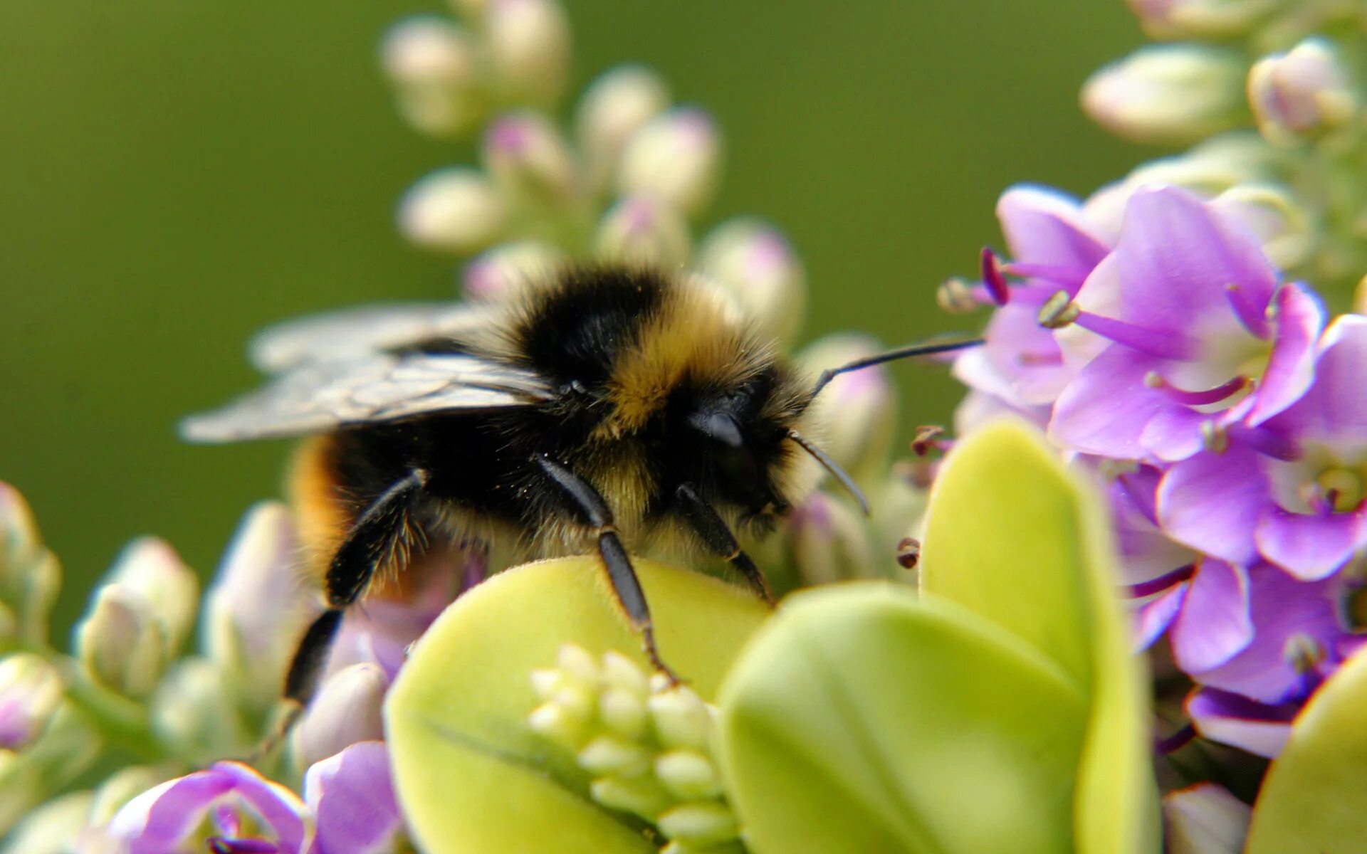 Пчела на цветке. Шмель на цветке. Пчелки на цветах. Пчелы в природе.