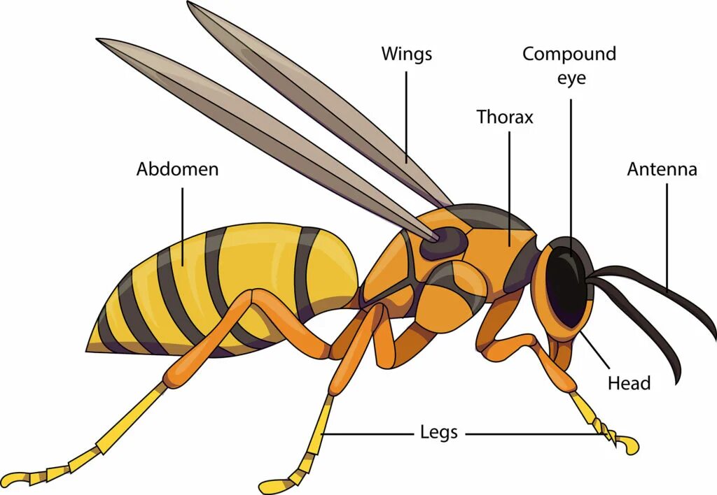 Какие части насекомого изображены. Оса строение тела для детей. Строение осы. Внешнее строение осы. Строение тела насекомых для детей.
