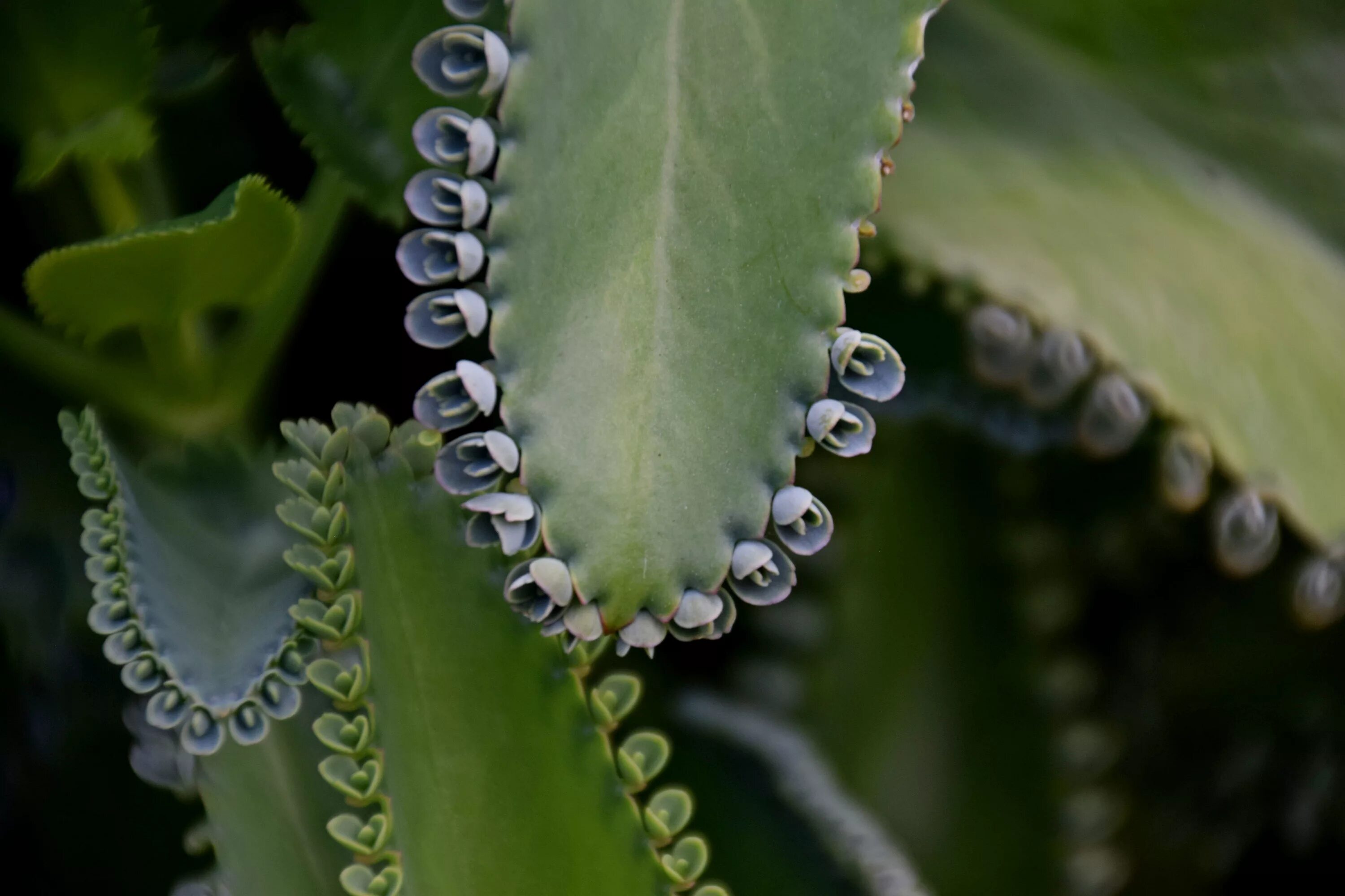 бриофиллум дегремона (bryophyllum daigremontianum). каланхоэ почки. каланхоэ почки. бриофиллум дегремона (bryophyllum daigremontianum). бриофиллум выводковые почки.