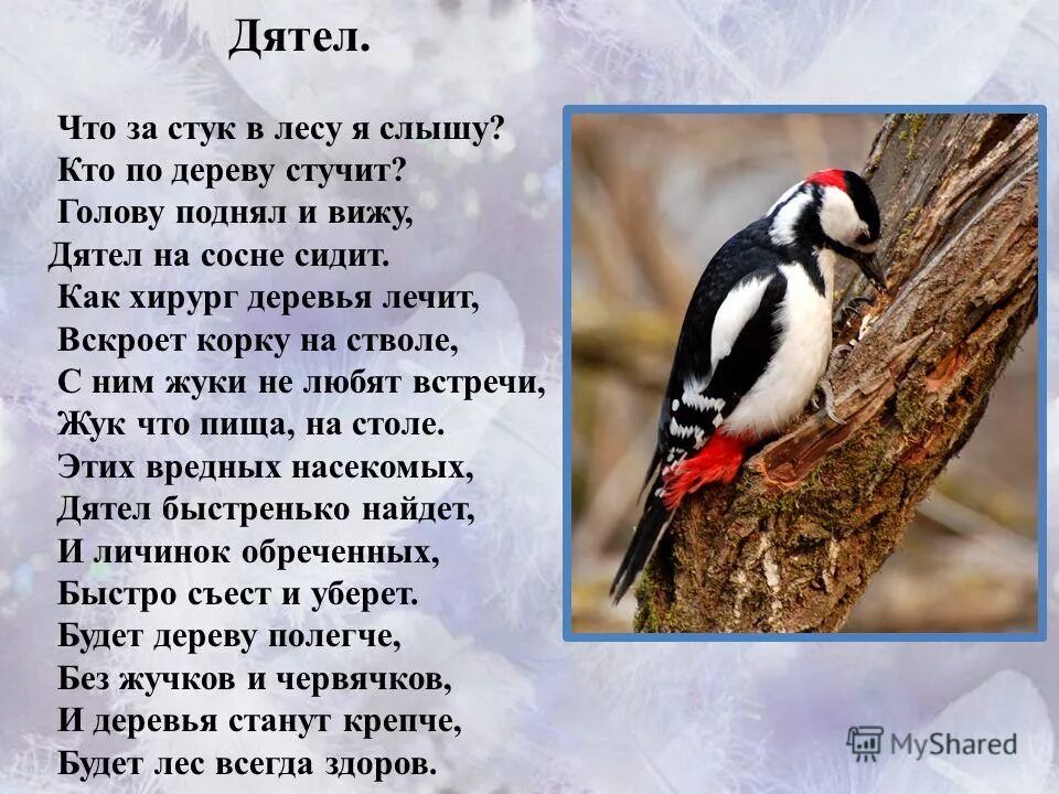 Зачем стучат по дереву. Стих про дятла. Рассказ про дятла. Стих про дятла для детей. Стихи про Дятлов.