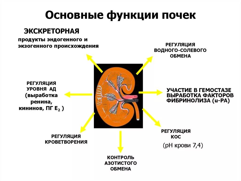 Возрастные особенности функции почек. Функции почек. основная функция почек. основные функции почек. экскреторная функция крови.