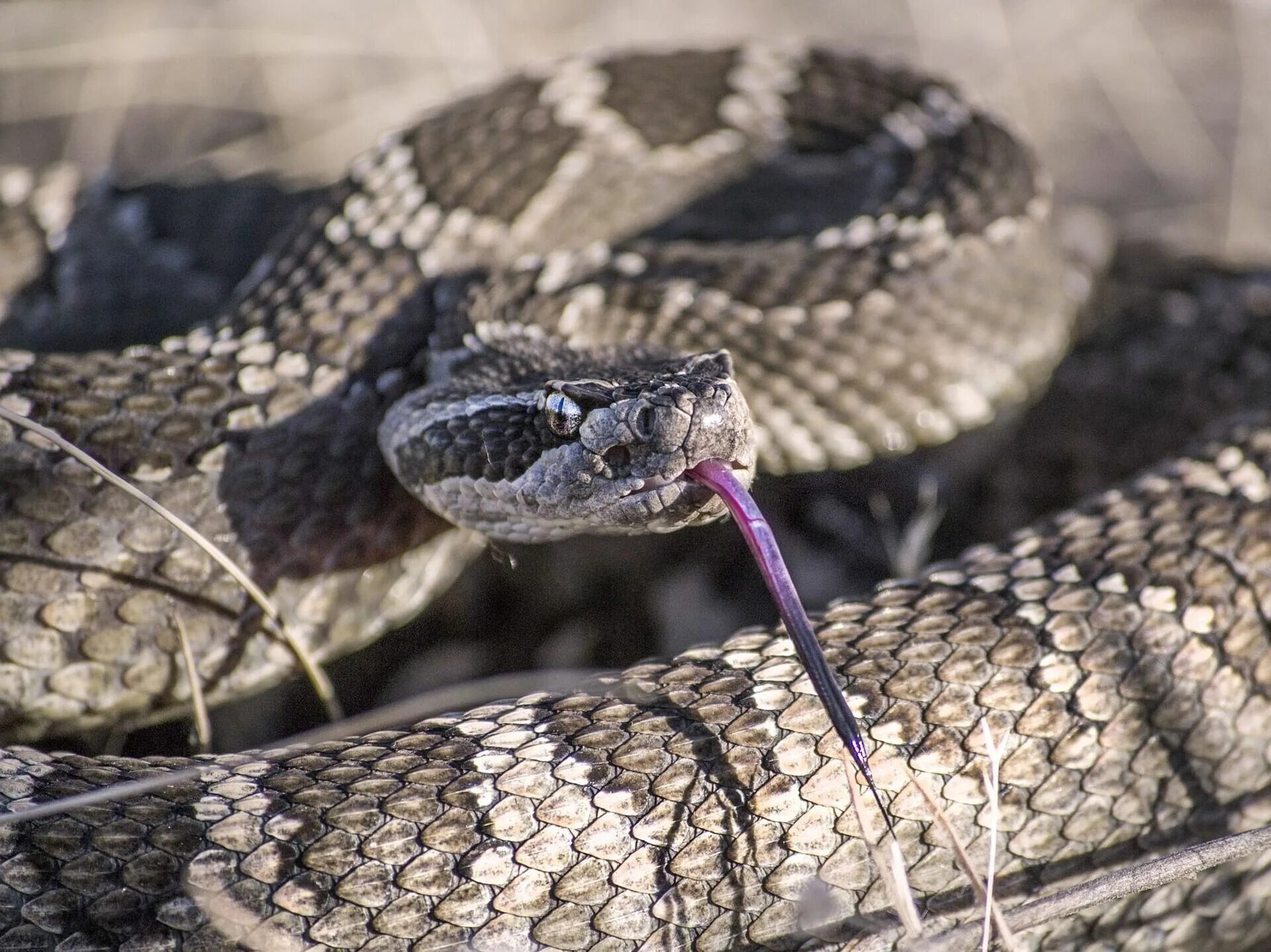 Гадюка Никольского (Vipera nikolskii). Кобра гремучая змея гадюка. Среднеазиатская гадюка. Гремучник змея.