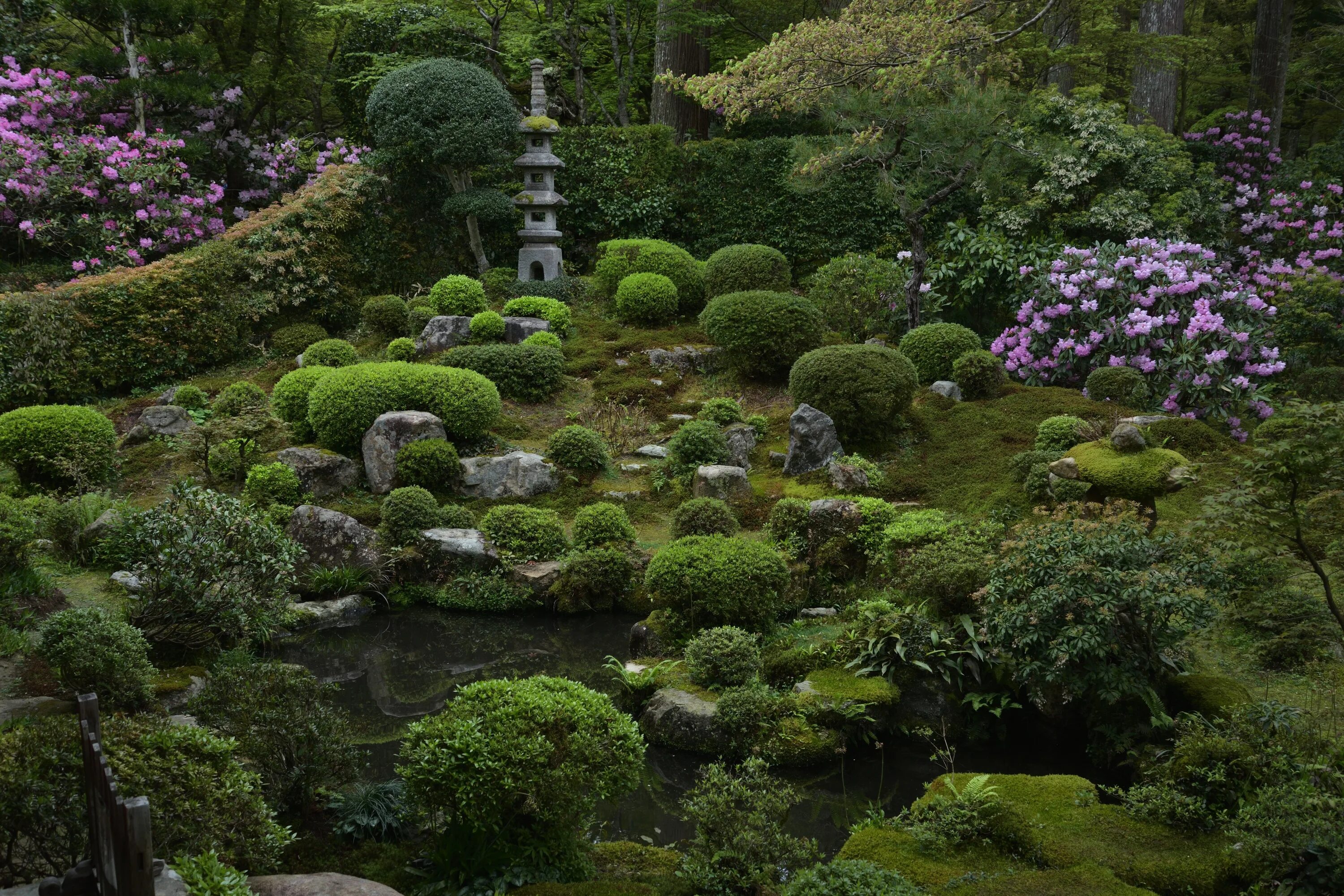 Киото. Сады рододендронов _Kyoto_Gardens_Rhododendron... Киотский Ботанический сад (Kyoto Botanical Garden). Сад пионов Япония Киото. Сад ньютонов