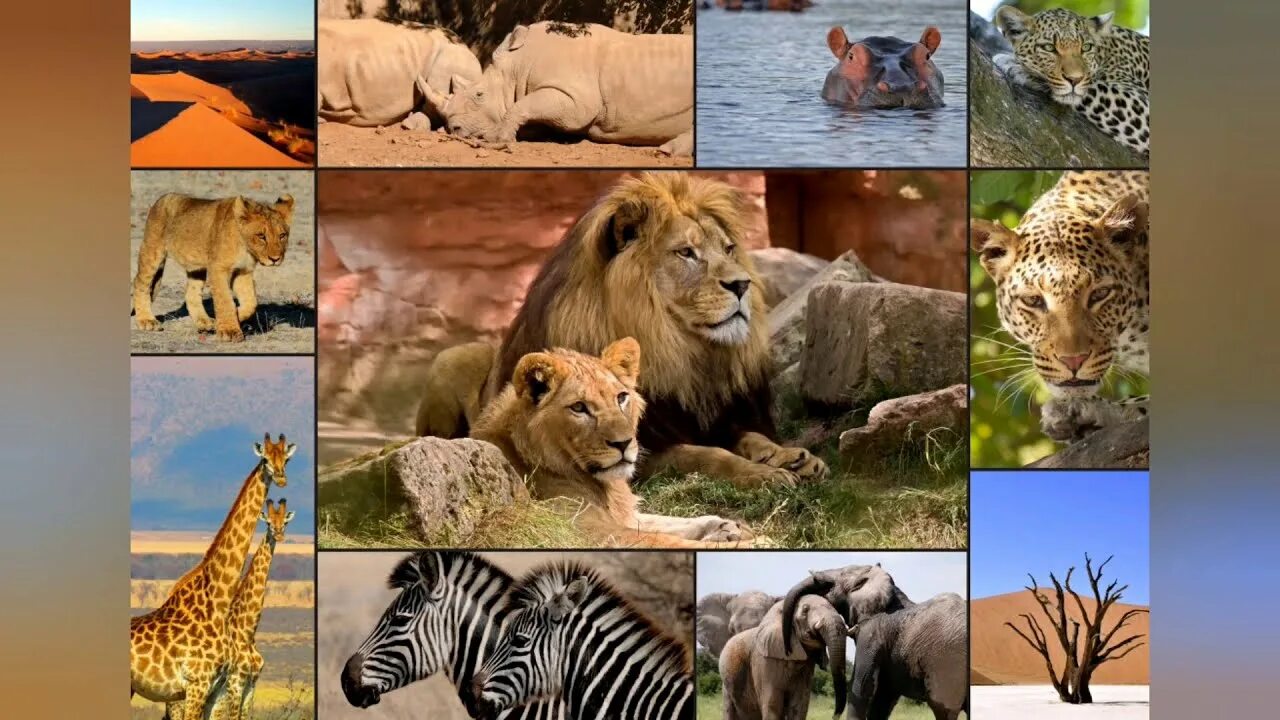 Жизнь животных в разное время. Животные коллаж. Мир животных коллаж. Коллаж из фотографий животных. Природа и животные коллаж.