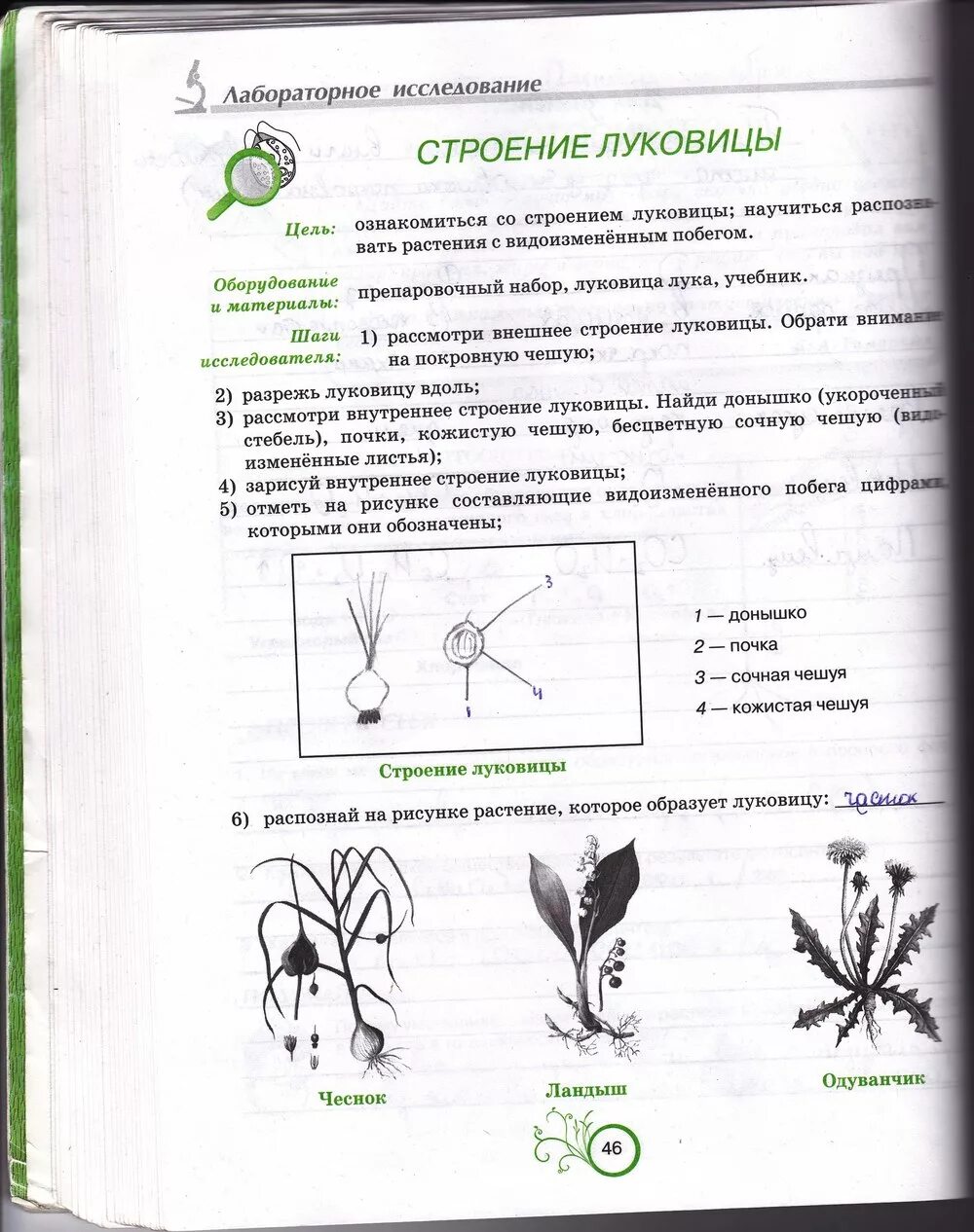 Гдз по биологии 6 класс рабочая тетрадь Андерсон. Лабораторный практикум по биологии 6 класс. Гдз биология 6 класс Яременко Гусева рабочая тетрадь. Оформление тетради по биологии 6 класс лианы.